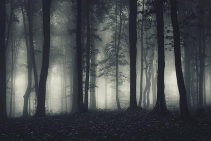 Foggy Forest Wallpaper Misty Jungle Rainforest Trees Nature Landscape Wall Mural(Not Peel n' Stick)