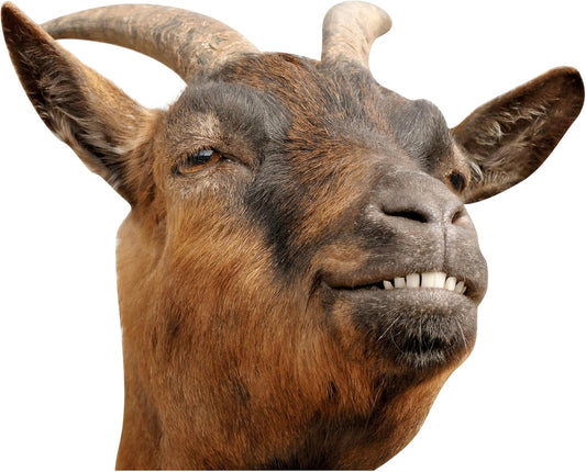 Smiling Goat Window Stickers Decor Funny Wall Stickers Peel and Stick Cute Goat Animals Wall Decals Removable Funny Goat Wall Window Decor for Farmhouse Kitchen Door Closet