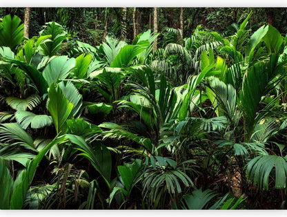 artgeist Wall Mural Nature 79x55 in - XXL Non-Woven Wallpaper Fleece Wall Decor Photo Print Picture Image Design Botanical Plants Jungle Leaves b-B-0594-a-a
