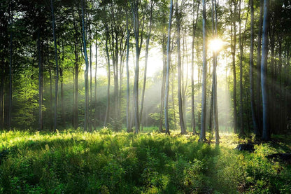 Sunshine in The Woods Mural, Large Jungle Mural, Suitable for Decorating Bedroom, Living Room, Bath Room Background Wall(Non-self-Adhesive)