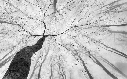 Gray Forest Woodland Wallpaper Mural for Bedroom Living Room (Not Peel n' Stick)